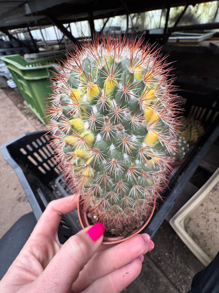 Mammillaria spinosissima 'Variegata'