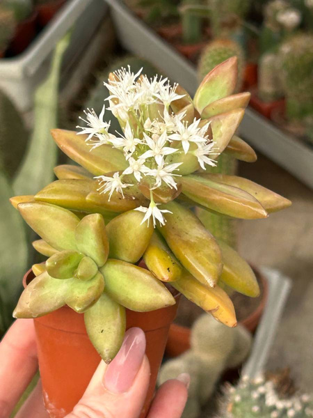 Sedum nussbaumerianum