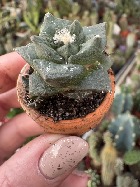 Ariocarpus furfuraceus v.rostratus