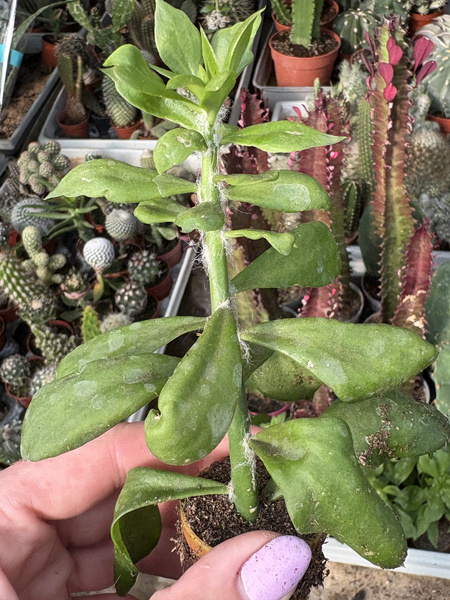 Pereskiopsis kellermanii