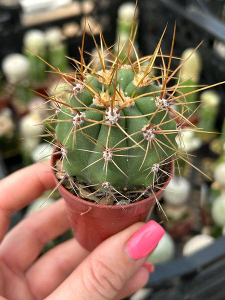Trichocereus terscheckii