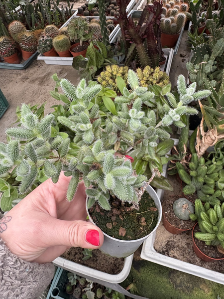 Delosperma echinatum KOCI JĘZYCZEK