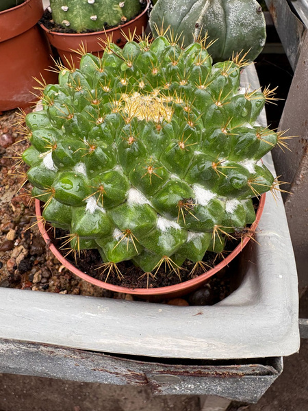 Mammillaria marksiana