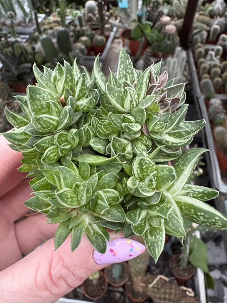 x Gasteraloe doreen 'Monstruosa'