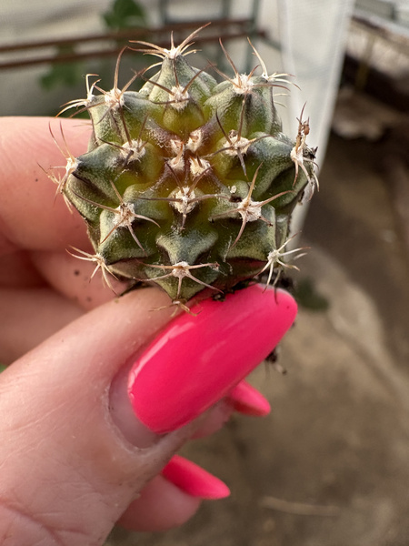 Gymnocalycium mihanovichii SPECJALNY KOLOR