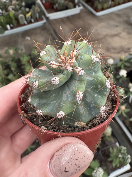 Cereus peruvianus 'Spiralis'
