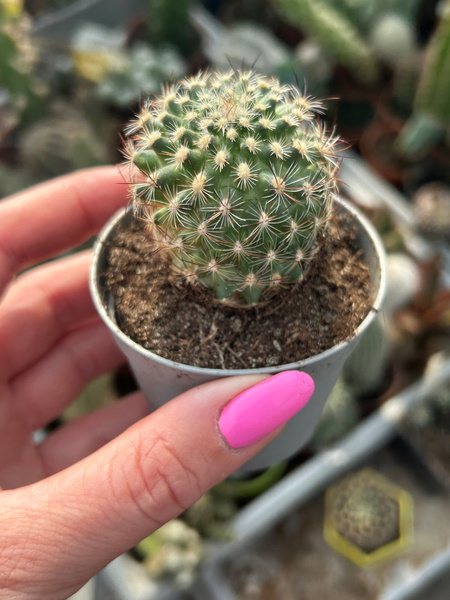 Pediocactus simpsonii f.muehlii FH63.1.4