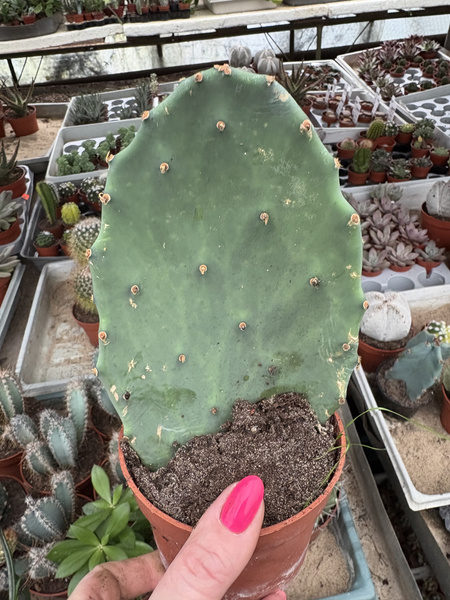 Opuntia gomei 'Old Mexico' at San Marcos