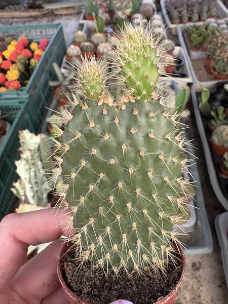 Opuntia galapageia ENDEMIT