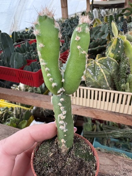 Hylocereus trigonus x Cereus peruvianus