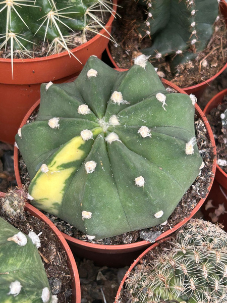 Echinopsis subdenudata 'Variegata'