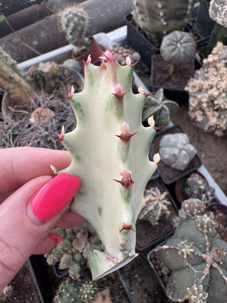 Euphorbia lactea 'White Ghost'