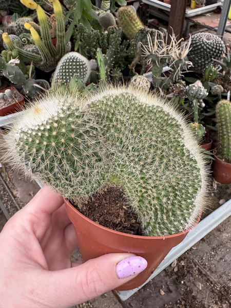 Parodia chrysacanthion 'Cristata'