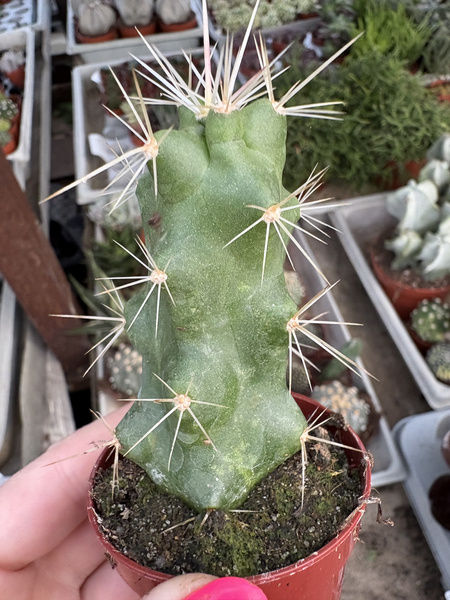 Echinocereus cinerascens