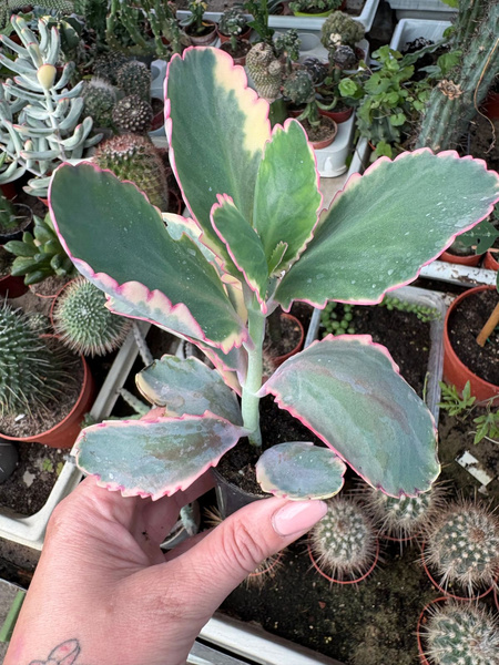 Kalanchoe fedtschenkoi 'Variegata'