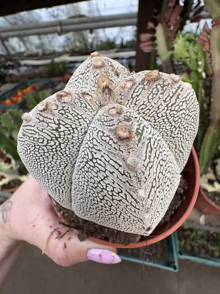Astrophytum myriostigma 'Onzuko Ball Quadricostatum'