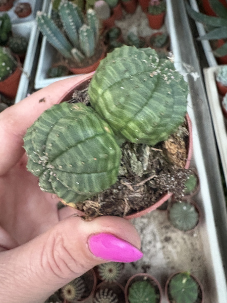 Euphorbia symmetrica 'Dichotoma' SPECJAL