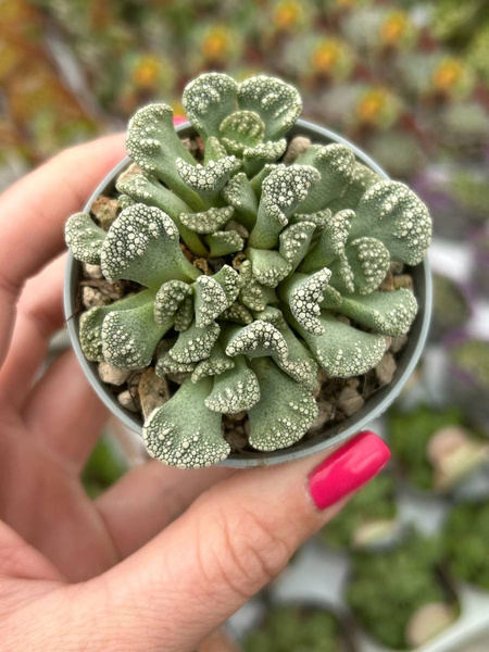 Titanopsis calcarea