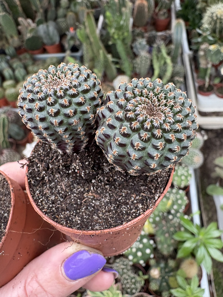 Frailea buenekeri 'Dichotoma'