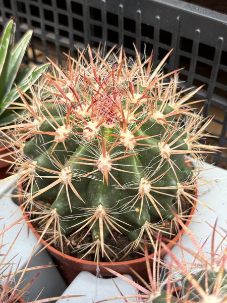 Ferocactus stainesii