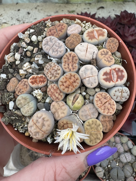Lithops mix GRUPA siewek II