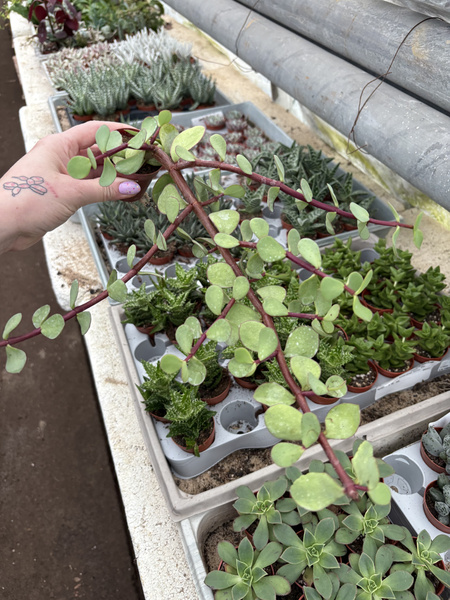 Portulacaria afra BIG FORM