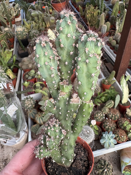 Cereus forbesii 'Monstruosus'