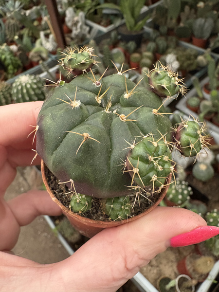 Gymnocalycium damsii v.rotundulum - chiński kaktus