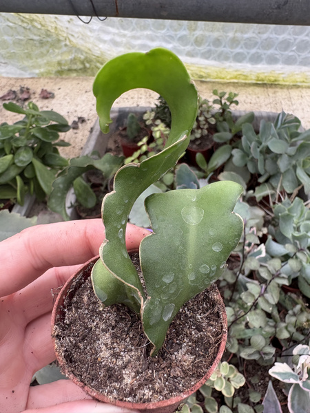 Epiphyllum guatemalense 'Monstruosa'