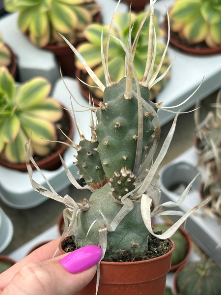 Tephrocactus articulatus var. papyracanthus