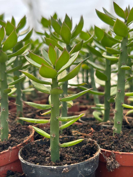 Pereskiopsis spathulata