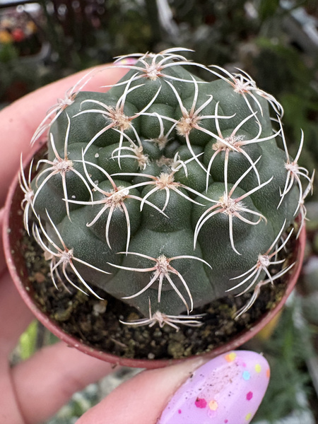 Gymnocalycium quehlianum STO 072