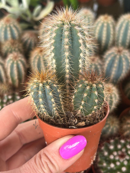 Pilosocereus odilesis