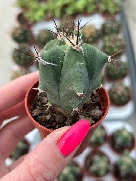 Echinocactus ingens