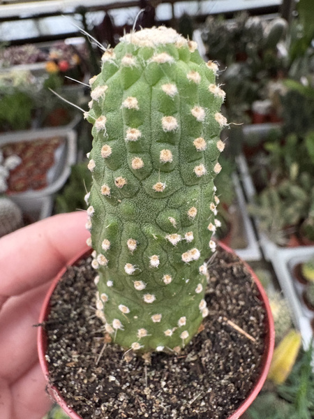 Cleistocactus strausii 'Inermis'
