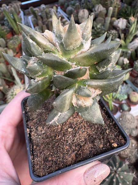 Ariocarpus trigonus