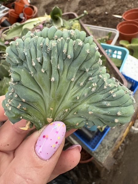 Myrtillocactus geometrizans 'Cristata'