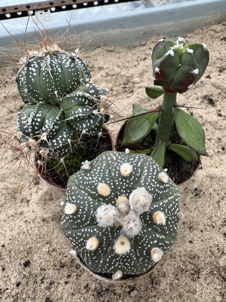 Zestaw 3 różnych Astrophytum asterias MUTANTY