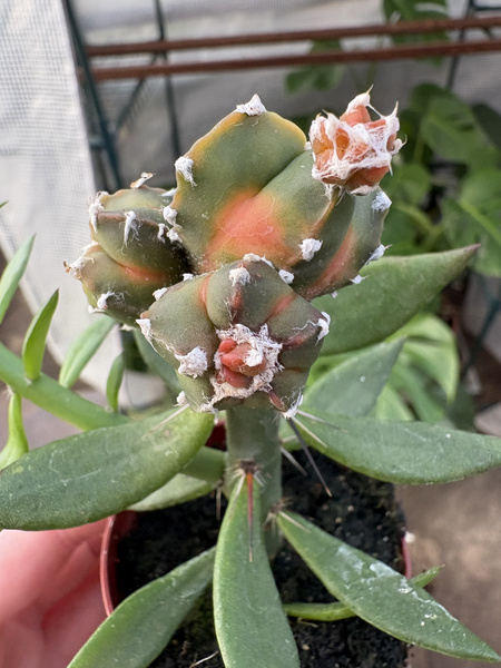 Astrophytum myriostigma 'Variegata Polygona'