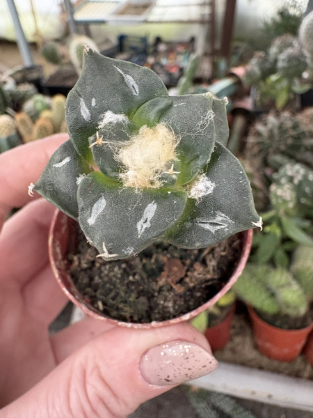 Ariocarpus furfuraceus