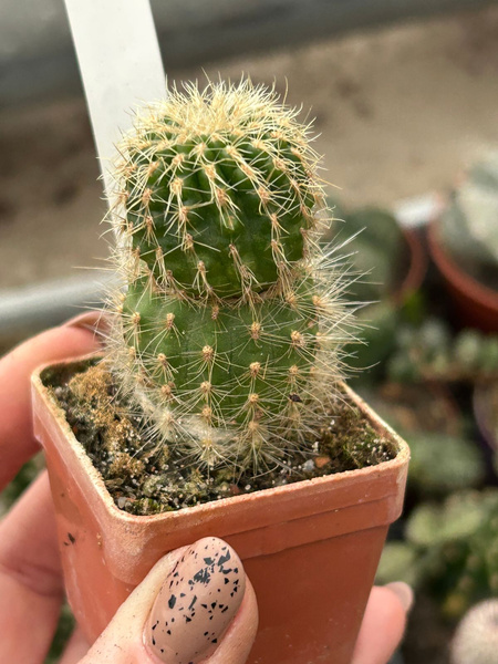 Cipocereus pusilliflorus