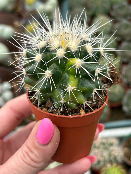 Echinocactus grusonii FOTEL TEŚCIOWEJ 'Variegata'