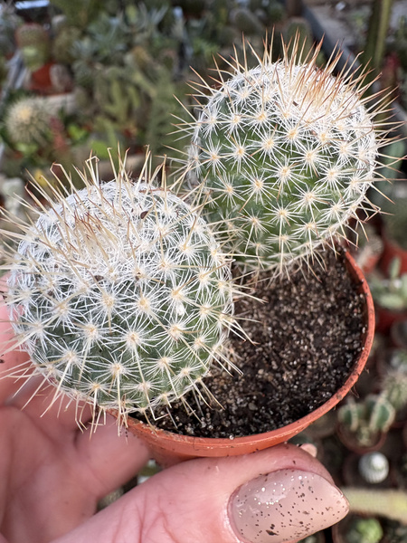 Turbinicarpus saueri subs. septentrionalis