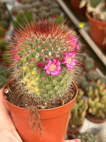 Mammillaria spinosissima 'Variegata'