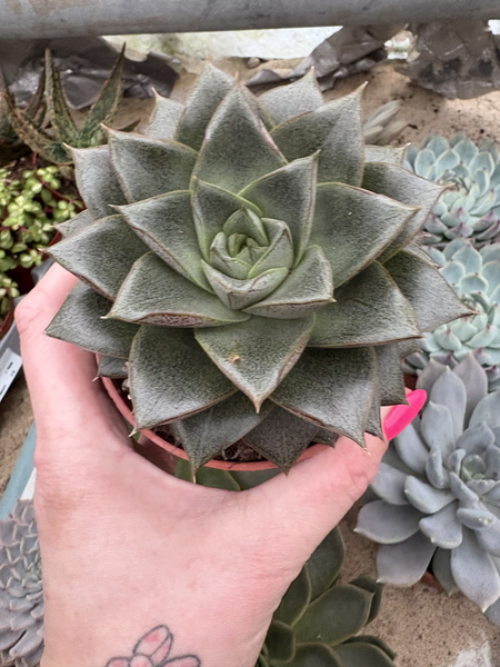 Echeveria purpusorum