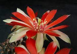 Mediolobivia sp.nova HJ 516 dwa kolory kwiatów