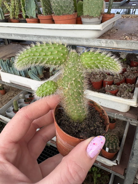 Hildewintera colademonis KOCIE OGONY