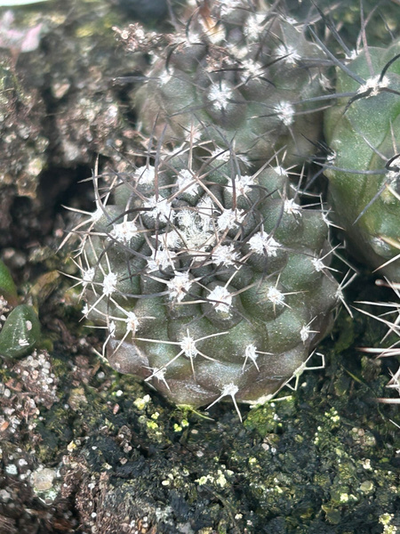 Pyrrhocactus pachacoensis