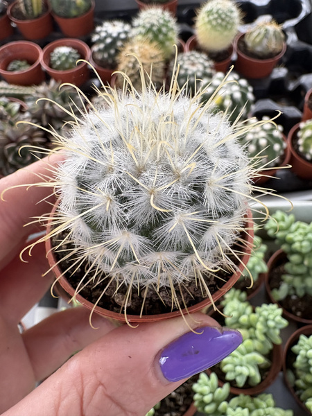 Mammillaria bombycina 'Albispina'