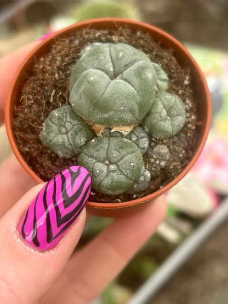 Lophophora williamsii